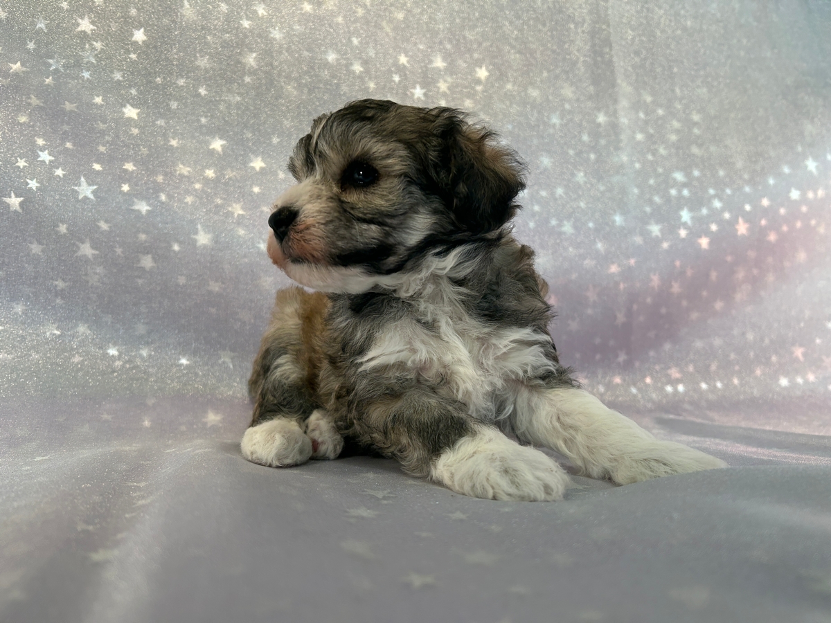 Male Tri Color Schnoodle Puppy for Sale $950